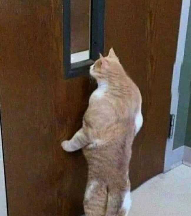 Создать мем: кот юмор, кот ждет у двери, кот открывает дверь