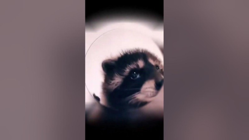 Create meme: raccoon animal , enotik , raccoon gargle 