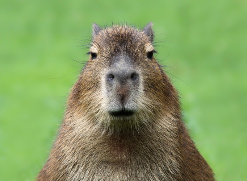 Create meme: the capybara , a pet capybara, capybara male