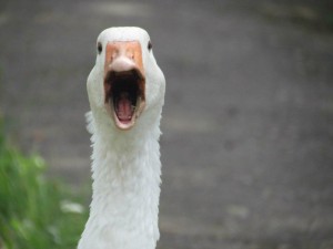 Create meme: screaming goose, screaming goose, evil goose
