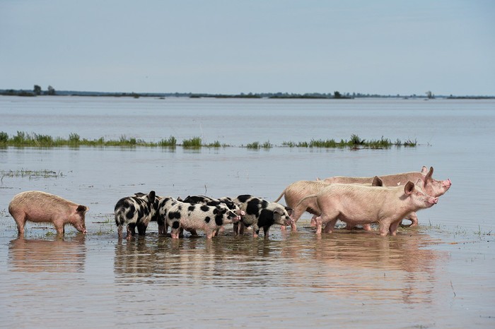 Create meme: flooded, pig breed Landrace, pigs in the mud in the village