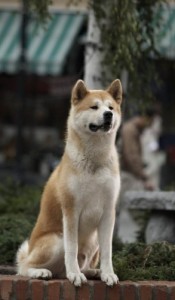 Создать мем: лайка, жду, hachiko