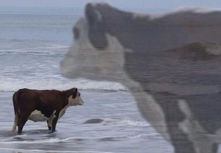 Create meme: animals are strange, cow on the seashore, the cow of the sea