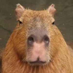Create meme: a pet capybara, angry capybara, the capybara