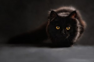 Создать мем: furry cat, gato negro, кот готовится к прыжку