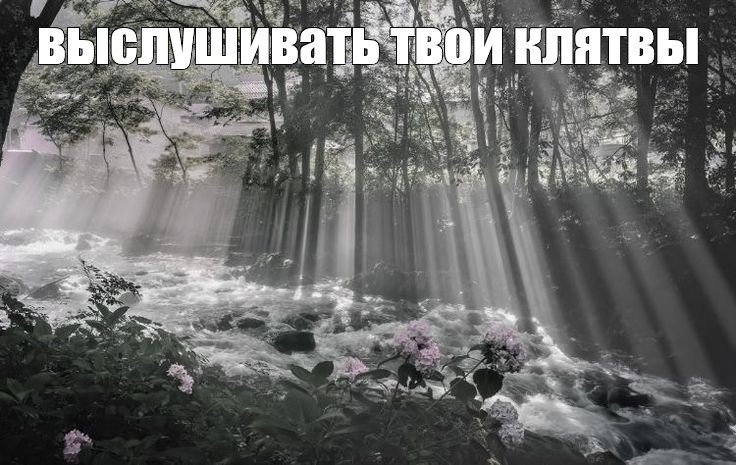 Create meme: nature , the trick , light in the forest