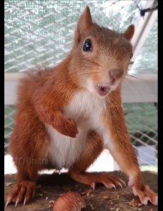 Create meme: protein male, red squirrel, red squirrel