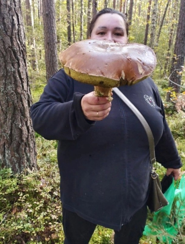 Создать мем: огромный белый гриб, гриб гигант, грибы