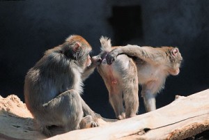 Create meme: monkey, Thailand monkeys, monkey evolution