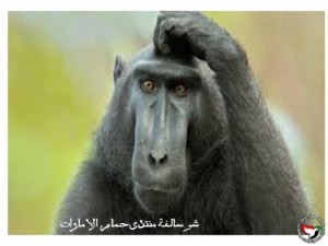 Create meme: monkey clipart, thinking, face