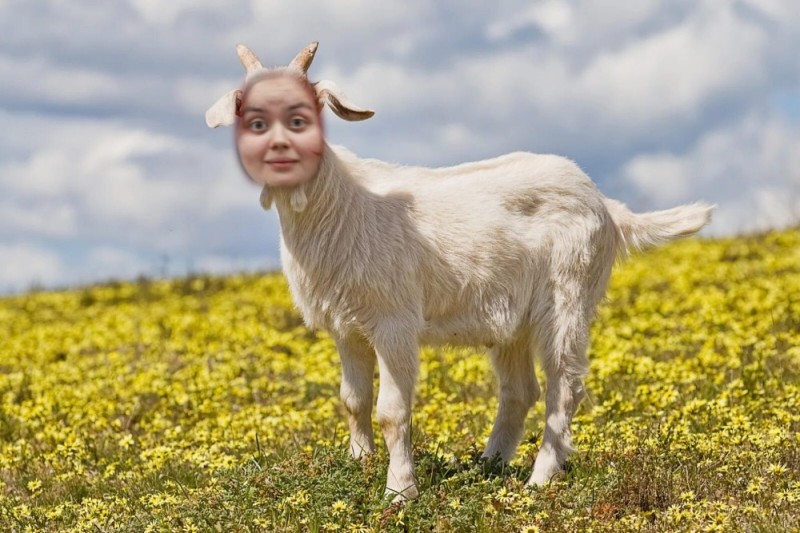 Create meme: goat, goat's milk, Pets goat