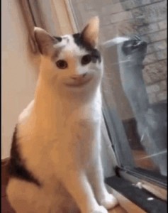 Создать мем: кот лыбится мем, кот с человеческой улыбкой, улыбающийся кот из мемов