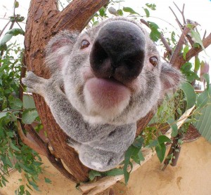 Создать мем: коала медведь, милая коала, koala