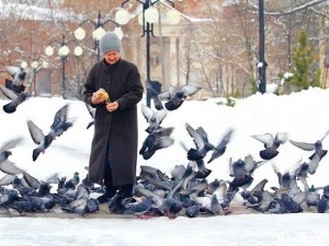 Create meme: helm, dove, feed the pigeons