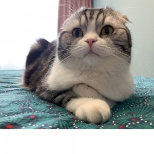 Create meme: cat, Scottish fold kitty, Scottish fold cat