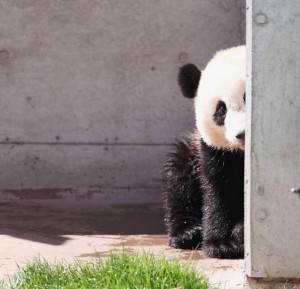 Создать мем: panda, зоопарк уэно панды, большая панда