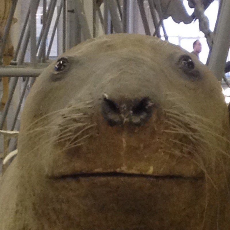 Создать мем: грустный морж, мемы с моржами, зоологический музей морж