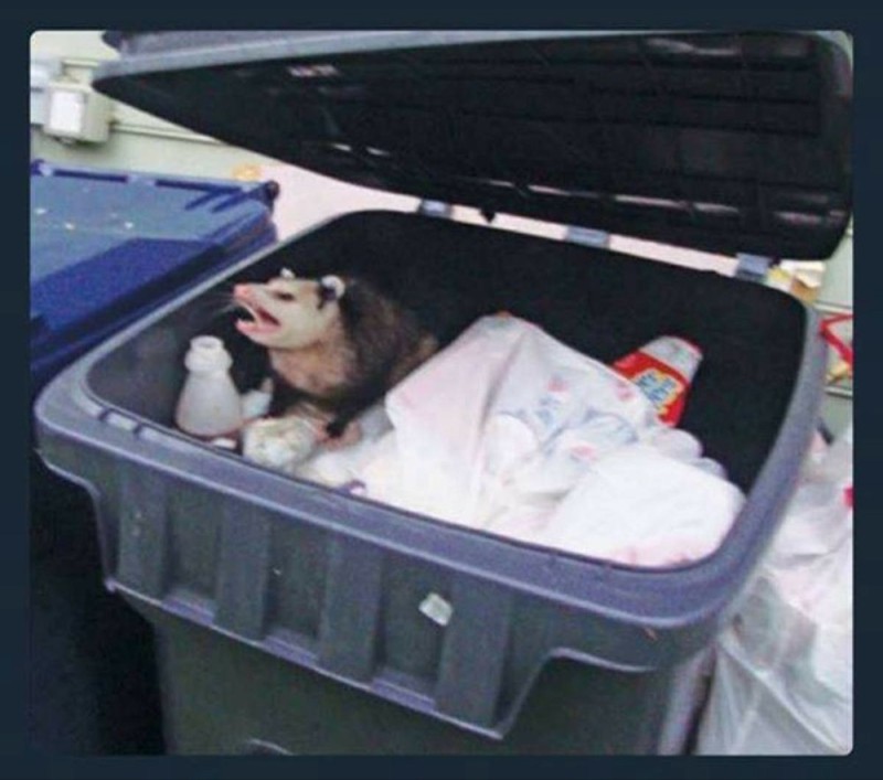 Create meme: opossum in the trash, raccoon in the trash, Possum is angry in the trash