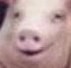 Создать мем: Часть лица, pig, cute pig