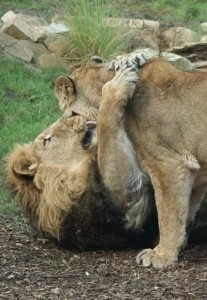 Create meme: lion and lioness, lioness