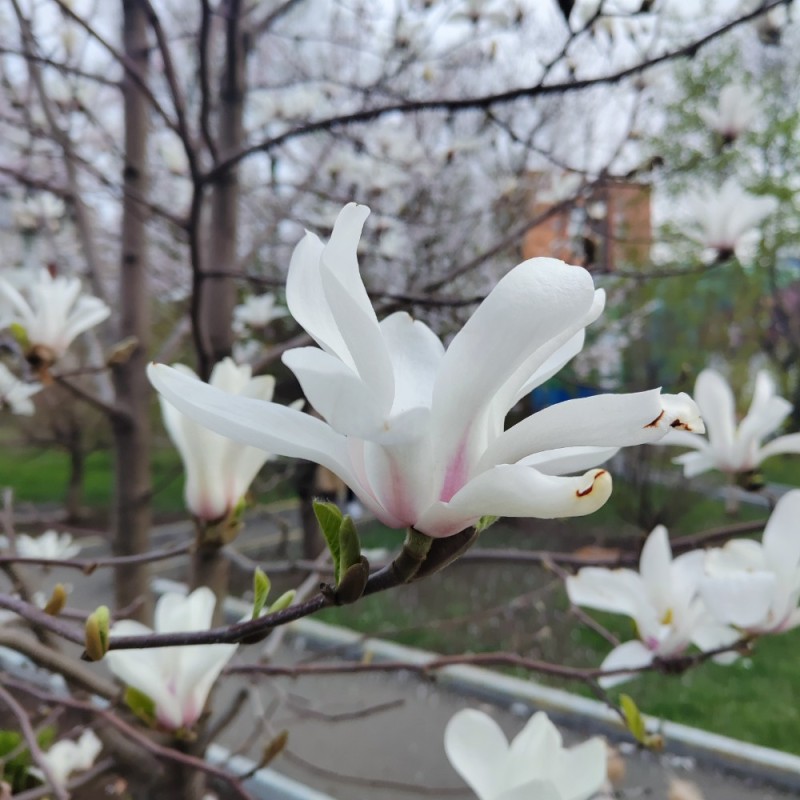 Create meme: Magnolia, magnolia blossom, magnolia after flowering