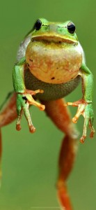 Create meme: frog frog, toad, frog