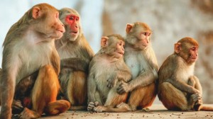 Создать мем: самка обезьяны, макака обезьяна, четыре обезьяны