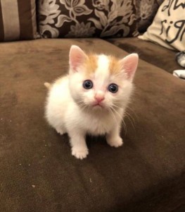 Create meme: cute kittens, cat, kitty