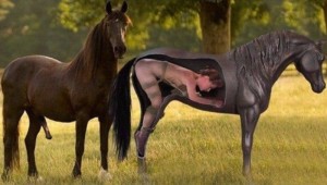 Создать мем: лошадь, a horse, фотопленка