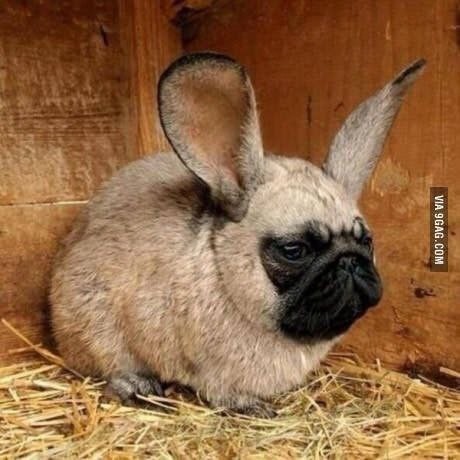 Create meme: big - eared rabbit, rabbits of the breed, rabbit 