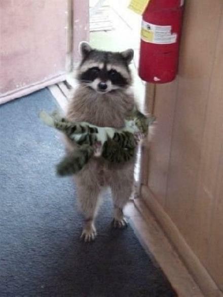 Create meme: a raccoon is holding a cat, raccoons , the raccoon cat