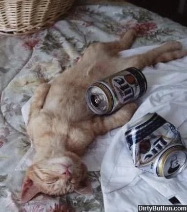 Создать мем: бухой кот, кот с пивом, кот алкоголик