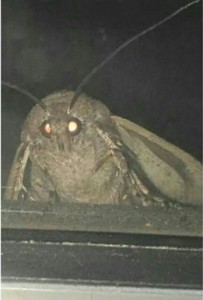 Create meme: meme moth, mol, moth lamp meme