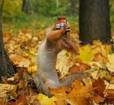 Create meme: autumn animals are cool, autumn squirrel, squirrel in the autumn forest