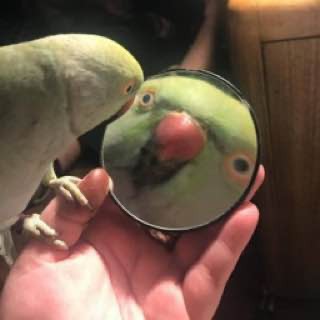 Create meme: Alexandrine parrot , memes parrots, the parrot looks in the mirror