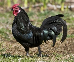 Создать мем: чёрная курица, или подземные жители, петух породы австралорп, ухейилюй куры
