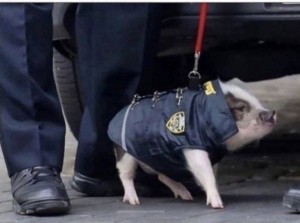 Создать мем: свинья лилу аэропорт, свинья на поводке, свинья мент