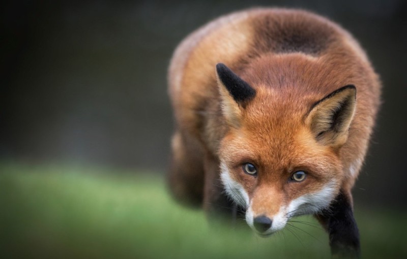 Create meme: Fox , the fox 's muzzle, the fox's muzzle