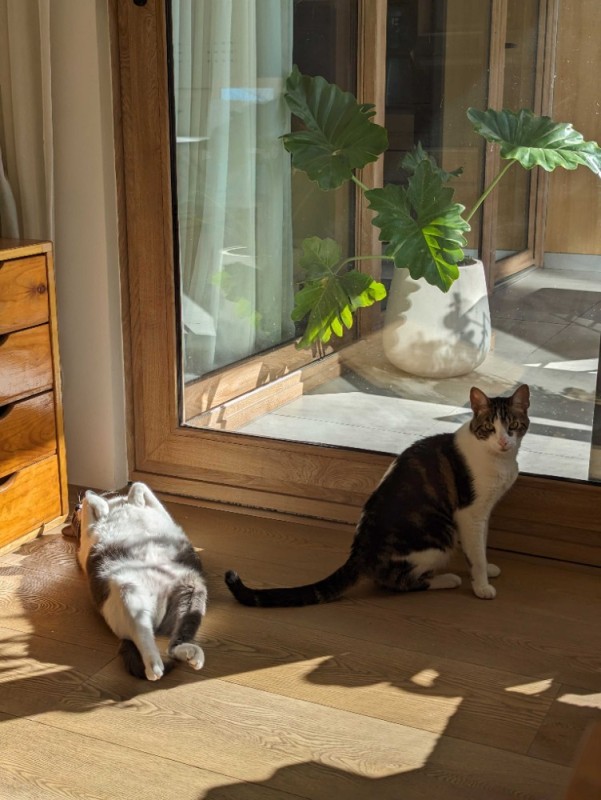 Create meme: cat at the window, kitty , animals cute