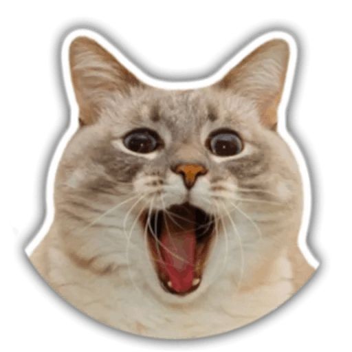 Create meme: cat's head sticker, seals 512x512, cat 512x512