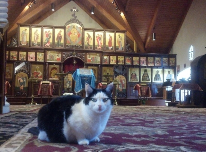 Создать мем: монастырь валаам, кот в храме на богослужении, кошка мосик