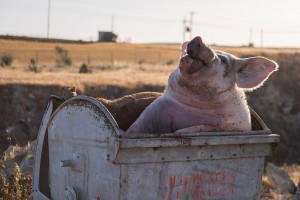 Create meme: dead pig, pig, pigs Kaliningrad