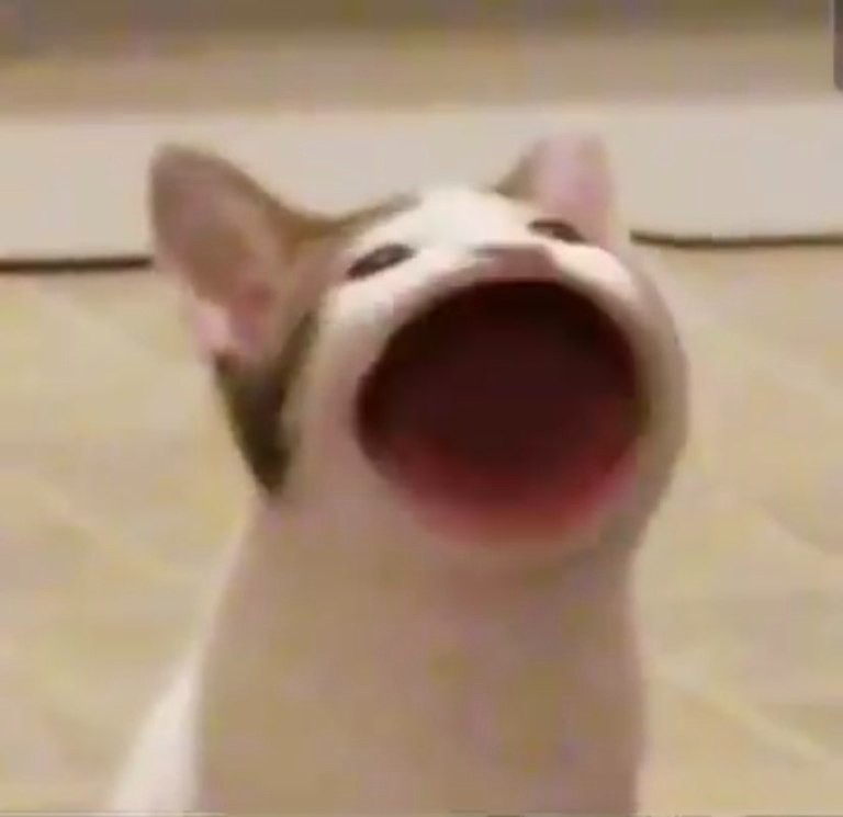 Create meme: cat , cat meme , cat opens mouth meme