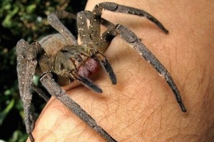Создать мем: самый большой паук, самый большой паук в мире, уродливые пауки