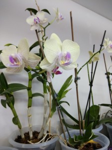 Create meme: blue planet den.Orchid, dtps.sogo vivien 'f858 sogo' (variegata), Phalaenopsis