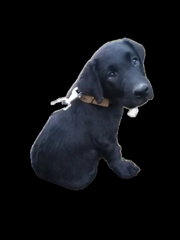 Create meme: Labrador Retriever , black Labrador, labrador retriever black