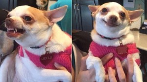 Create meme: evil Chihuahua meme, evil Chihuahua, meme Chihuahua