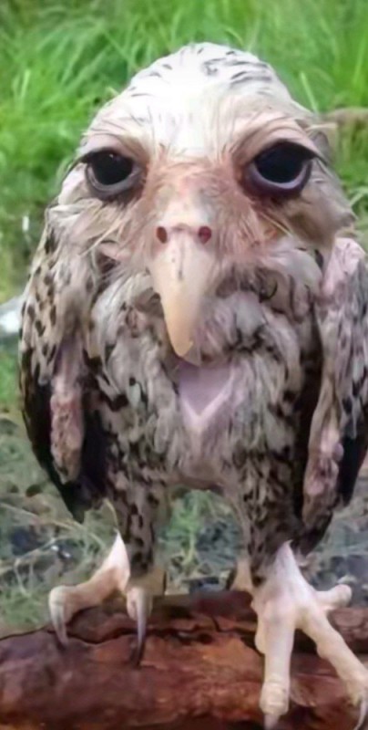 Создать мем: упоротая сова, wet owl, смешные совы