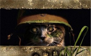 Создать мем: Кошка, коты военные видео, военная кошка