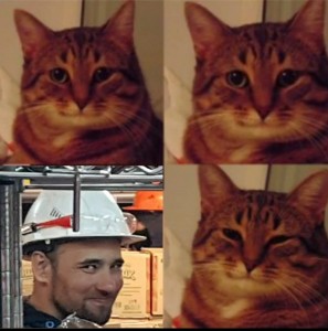 Create meme: cat, Cat, cats